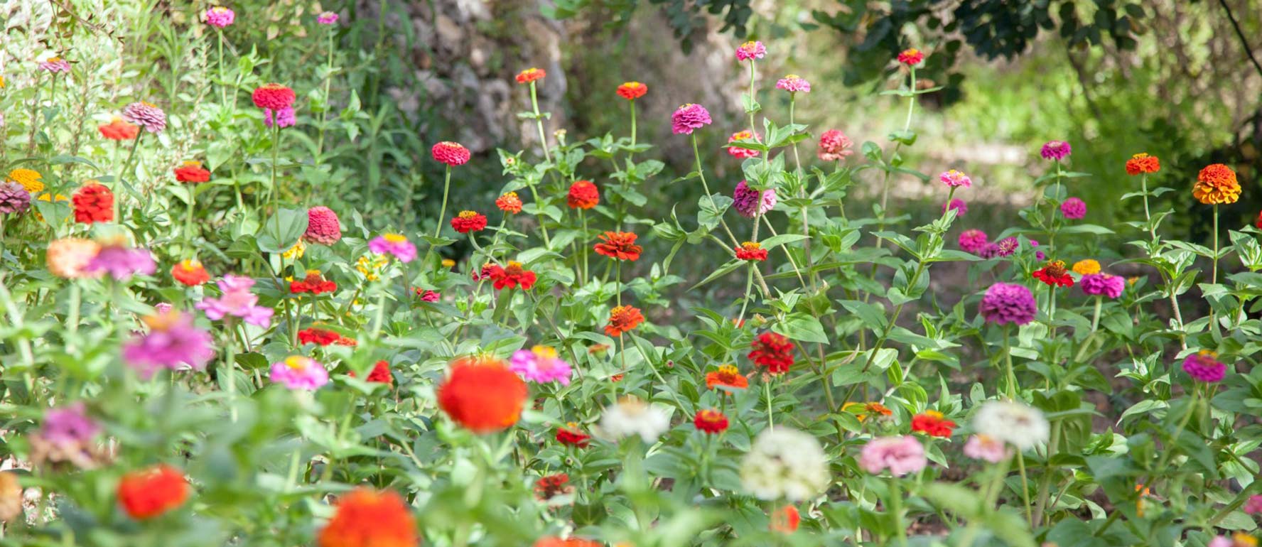 Silk Museum gardens